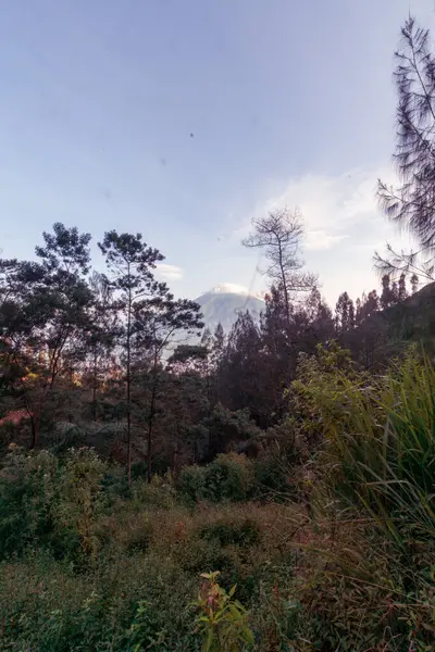 印度尼西亚原始的蒙大拿森林 — 图库照片