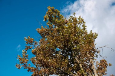 Mavi gökyüzüne ve buluta karşı yalnız ağaç. Sonbahar.