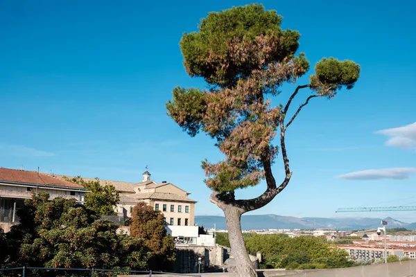 Widok Stare Miasto Hiszpanii Drzewo Pierwszym Planie Kościół Żurawie Tle — Zdjęcie stockowe