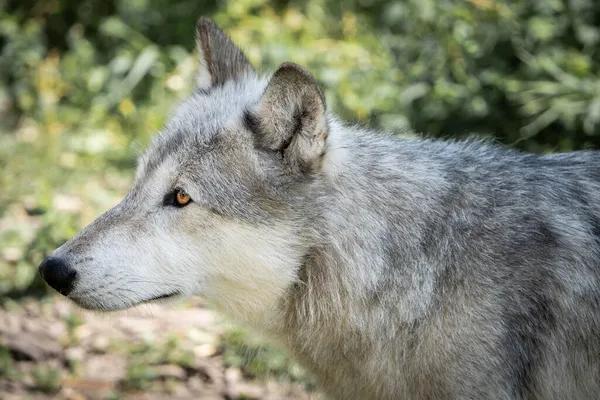 Retrato de un perro lobo en su hábitat natural forestal, Canadian Rockies, Canadá — Foto de Stock