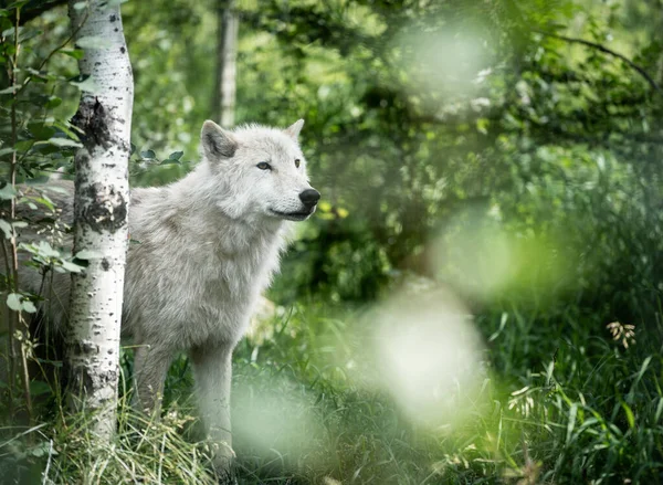 Perro lobo blanco en su bosque posando hábitat natural, Rockies Canadienses, Canadá — Foto de Stock