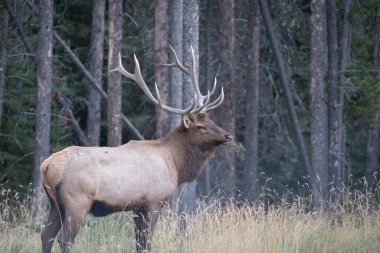 Male elk with big antlers standing in the forest , Jasper NP, Canada.