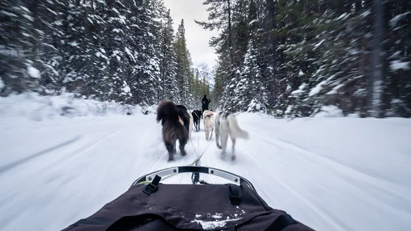 First Person View Fast Sled Pulled Dogs Winter Forest Canmore — Stock Photo, Image