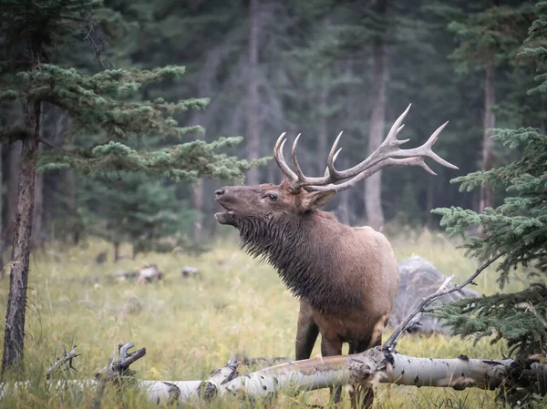 Alce Toro Grande Que Roza Bosque Jasper Canadá — Foto de Stock