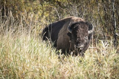 Yakın mesafeden Kanada 'daki Elk Adası N.Park' tan vahşi bizonlar çıkıyor..