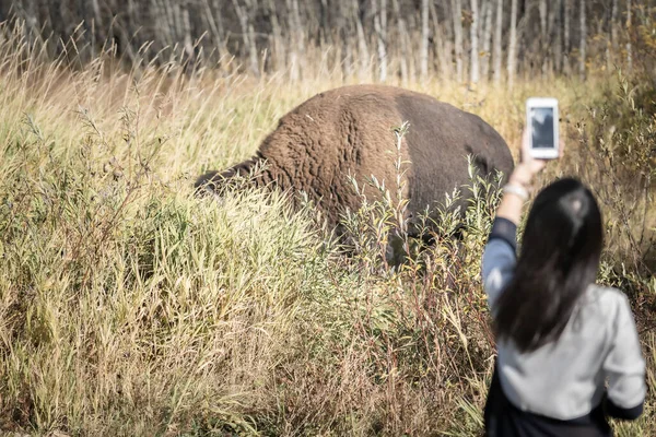 Mujer Turista Fotografiando Bisonte Salvaje Desde Muy Cerca Elk Island — Foto de Stock