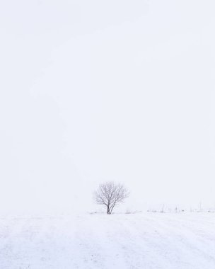Kar fırtınası, dikey, Slovakya, Avrupa 'da, ıssız bir tarlada sade kış manzarası.