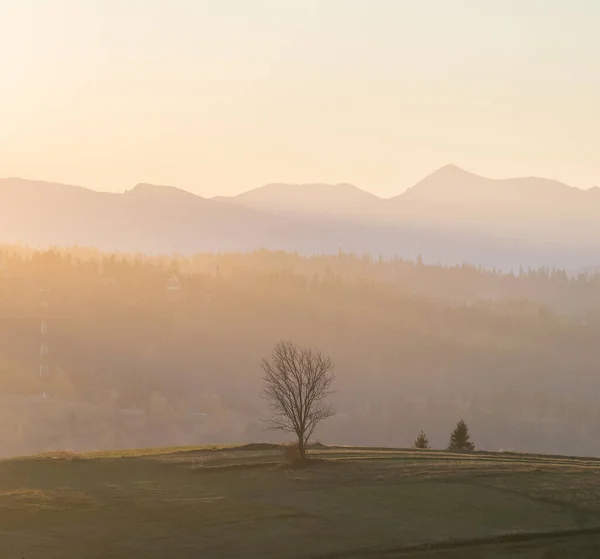 Arka planda dağların olduğu bir tarlada tek başına gün batımını yakalayan renkli bir manzara..