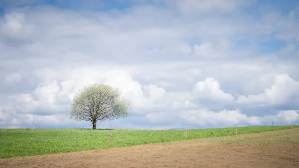 Solitary Tree Countryside Field Blue Skies Some Clouds Slovakia Europe — Stockfoto