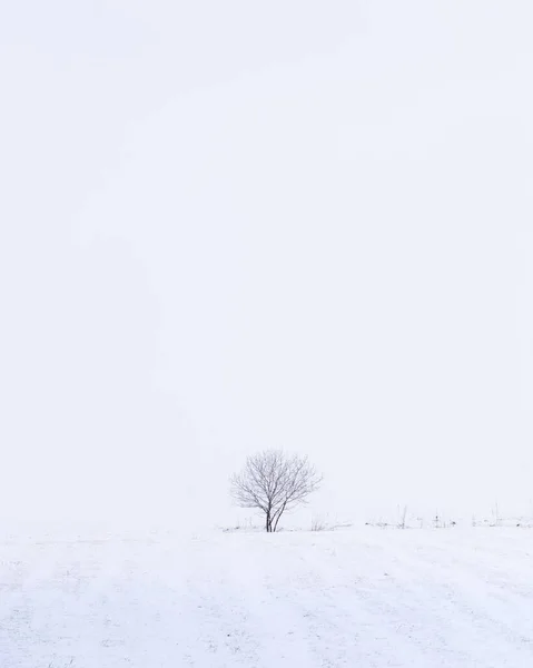 Eenvoudige Winterlandschap Met Geïsoleerde Boom Een Veld Tijdens Sneeuwstorm Verticaal Stockafbeelding