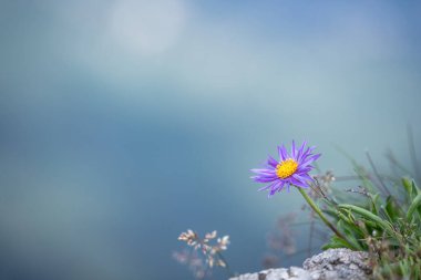 Mor kır çiçeği, geçmişi tamamen bulanık, Slovakya, Avrupa.