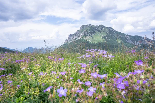 View on grassy mountain with purple out of focus wildflowers in the foreground, Slovakia, Europe.