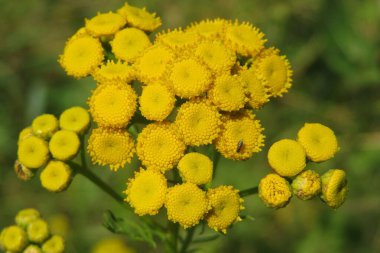 Yeşil çimen arka planında, tarlada Tansy çiçeği, yakın plan