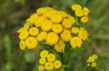 Yeşil çimen arka planında, tarlada Tansy çiçeği, yakın plan