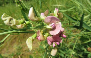 Yeşil çimenlikteki tarlada pembe bezelye çiçekleri