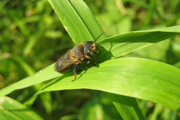 Bumblebee Green Leafs Garden Natural Green Background — Stock Photo, Image