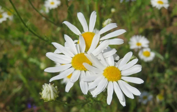 Красиві Білі Квіти Ромашки Полі Зеленій Траві — стокове фото