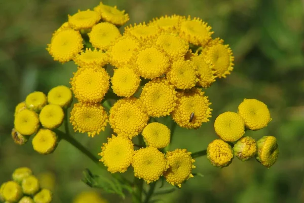 Yeşil çimen arka planında, tarlada Tansy çiçeği, yakın plan