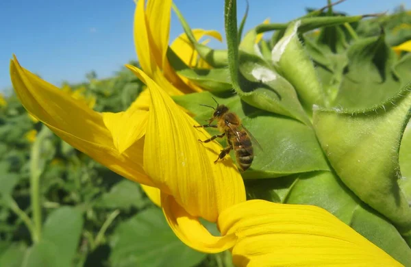 Piękna Pszczoła Miodna Płatkach Słonecznika Terenie Europa — Zdjęcie stockowe