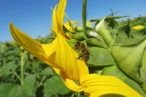 Beautiful Honeybee Sunflower Petals Field Europe — Stock Photo, Image