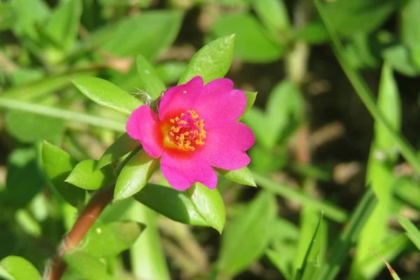 Różowy Portulaca Kwiaty Zbliżenie Florida Natura Naturalnym Tle — Zdjęcie stockowe