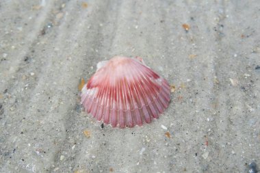 Güzel pembe deniz kabuğu Florida 'da kumların üzerinde 