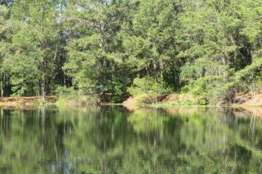 Kuzey Florida 'nın güzel manzarası