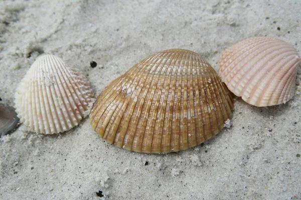 Closeup Seashells Florida Beach — Stock Photo, Image
