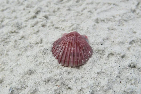 플로리다 해변의 아름다운 부르군 조개껍데기 — 스톡 사진