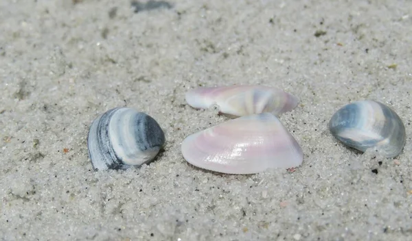 Conchiglie Colorate Lungo Spiaggia Sabbia Florida — Foto Stock