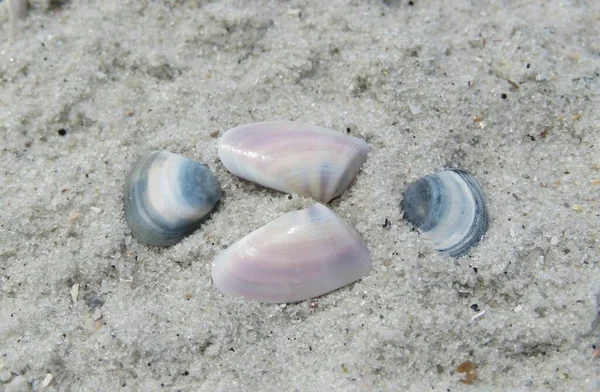 Colored Seashells Sandy Beach Florida — Stock Photo, Image