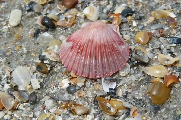 フロリダビーチのピンクの貝殻 天然の貝殻の背景 — ストック写真