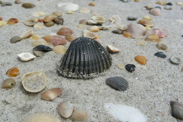 Coquillages Sur Plage Floride Sur Fond Sable Naturel — Photo