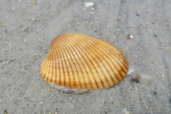 フロリダビーチの砂の上にBeige貝殻 — ストック写真
