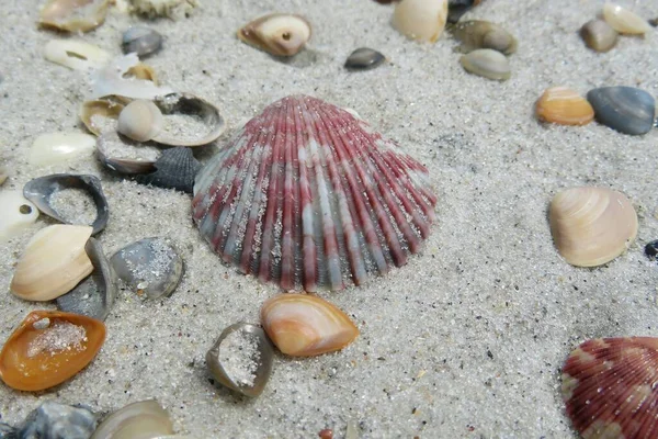 Conchas Coloridas Sobre Fundo Areia Natural — Fotografia de Stock