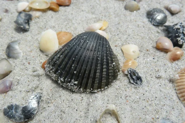 Seashells Sulla Spiaggia Della Florida Sfondo Sabbia Naturale — Foto Stock