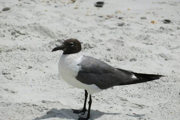 佛罗里达海滩上沙滩背景上的海鸥 — 图库照片
