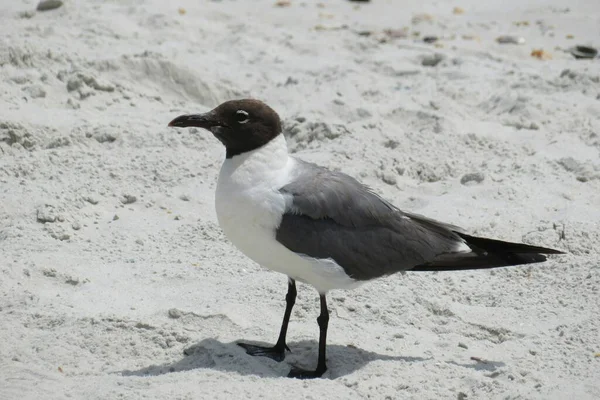 Mås Sand Bakgrund Florida Stranden — Stockfoto