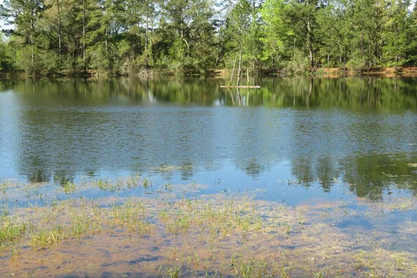 Beautiful View Marshes Forest North Florida — Stock Photo, Image