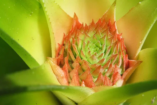 Gyönyörű Ananászvirág Közelsége — Stock Fotó