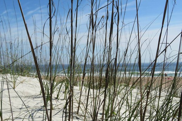 Ocean view and dunes on Florida beach