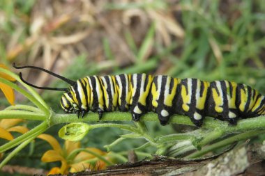 Beautiful caterpillar monarch on asclepias plant clipart