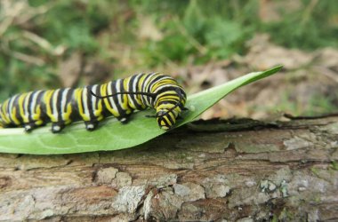 Florida vahşi doğasında yeşil yapraklı güzel tırtıl hükümdarı