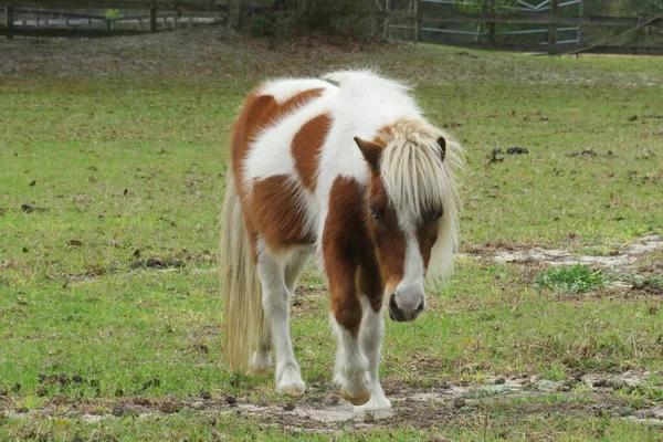 Belo Cavalo Pônei Rancho — Fotografia de Stock
