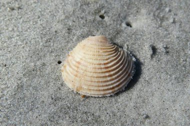 Florida sahilinde bej rengi deniz kabuğu.
