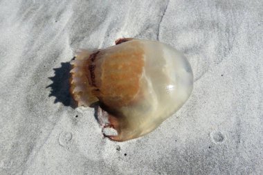 Florida 'nın Atlantik kıyısındaki kumsalda denizanası, yakın plan.