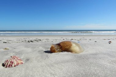 Florida sahillerinde denizanası okyanus ve gökyüzü arka planında