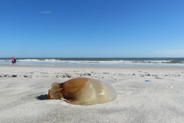 Florida sahillerinde denizanası okyanus ve gökyüzü arka planında