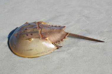 Florida sahilindeki kumsalda at nalı yengeci