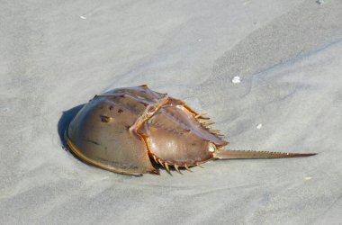 Florida sahilindeki kumsalda at nalı yengeci